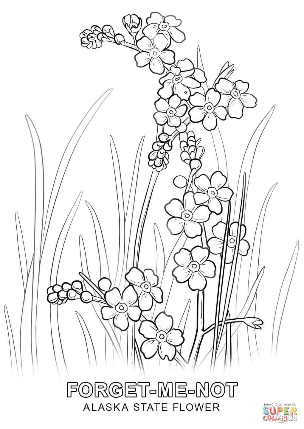 Alaska State Flower Coloring Page | Free Printable Coloring Pages - Free Printable Pictures Of Alaska