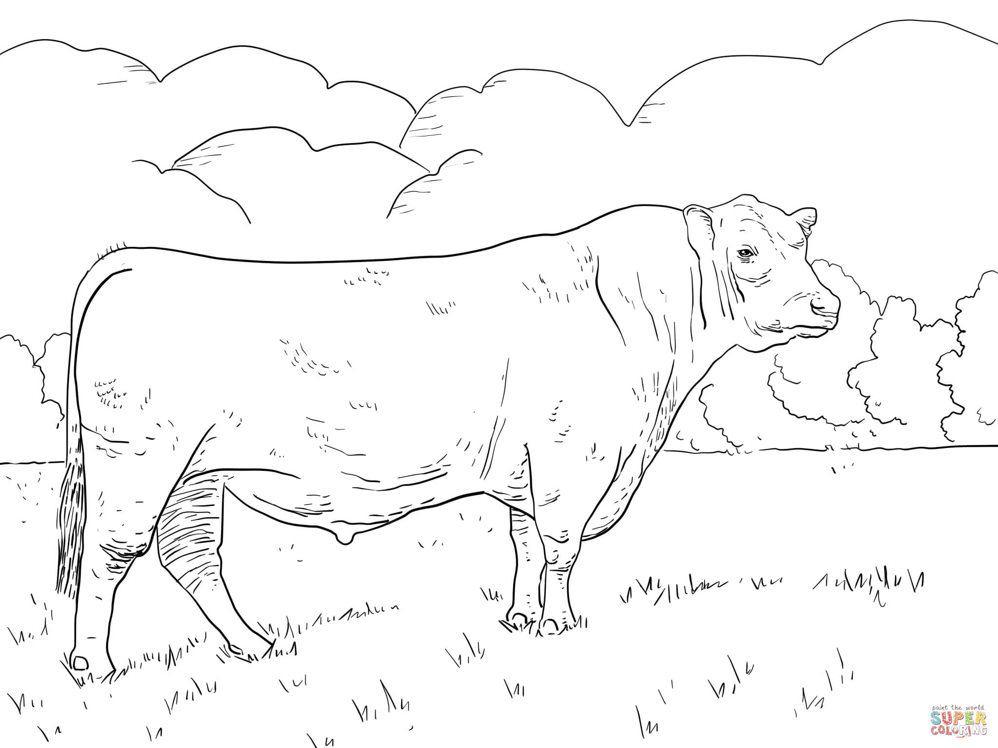 Angus Bull Coloring Page | Free Printable Coloring Pages - Coloring Pages Of Cows Free Printable