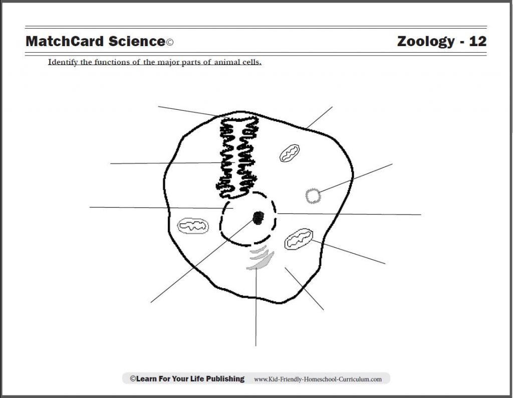 Animal And Plant Cell Worksheets Printable Free Worksheets Library - Free Printable Cell Worksheets