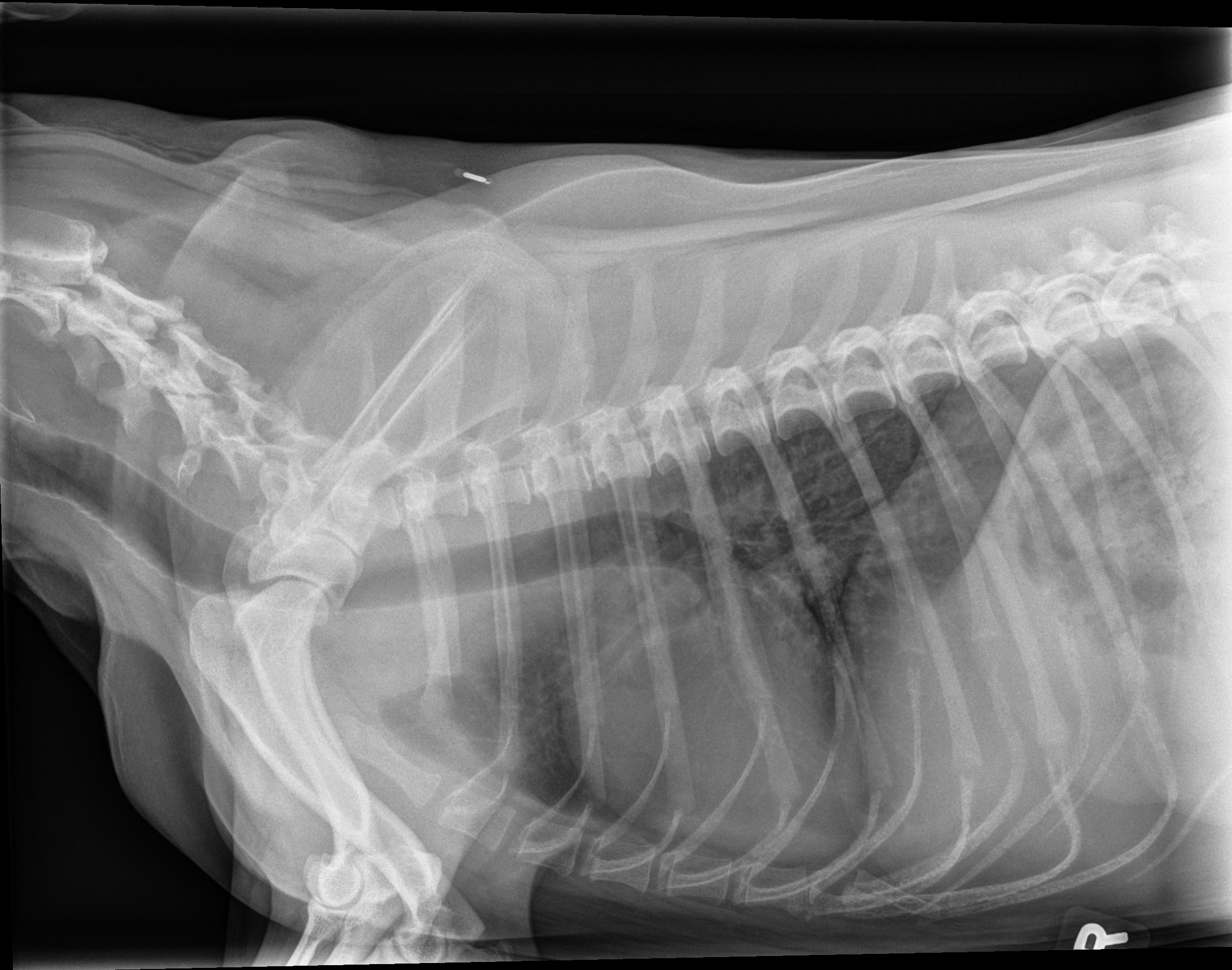 Barker Animal Hospital - Veterinarian In Chesapeake, Va Us - Free Printable Animal X Rays