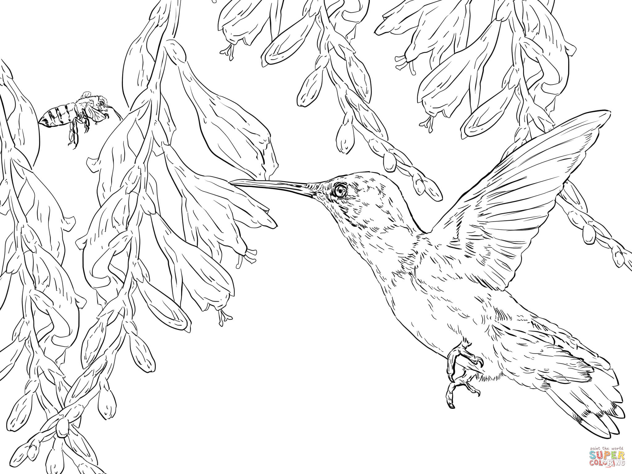 Bee Hummingbird Coloring Page | Free Printable Coloring Pages - Free Printable Pictures Of Hummingbirds