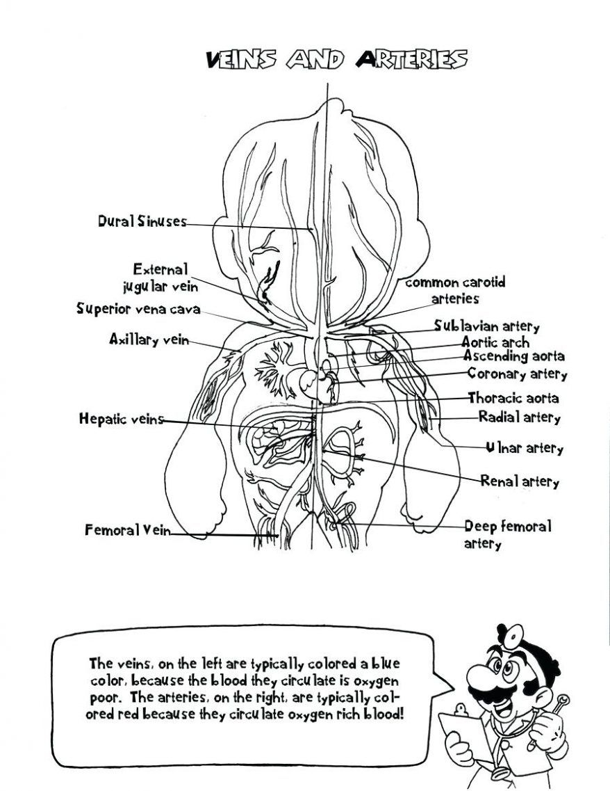 Coloring: Anatomy Coloring Pages Free 6 Printable 94 Cool And - Free Printable Human Anatomy Coloring Pages