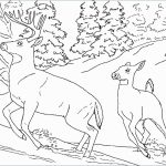 Coloring Pages : Amazing Wild Animal Coloring Sheets Pages Book   Free Printable Wild Animal Coloring Pages