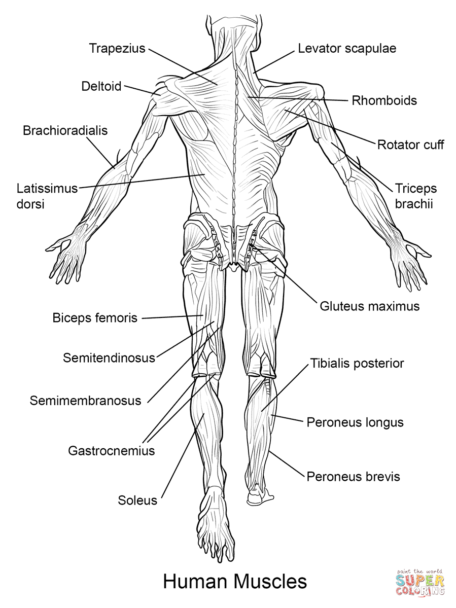 Coloring Pages : Anatomy Coloring Pages Muscles Human Back View Page - Free Printable Human Anatomy Coloring Pages