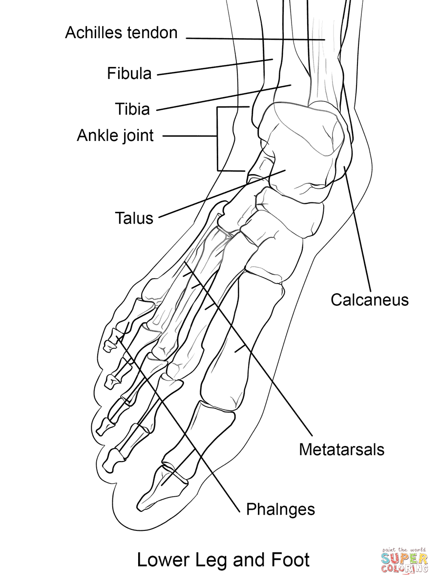 Coloring Pages : Free Printable Anatomy Coloring Pages For - Free Anatomy Coloring Pages Printable