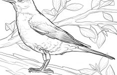 Free Printable Images Of Birds