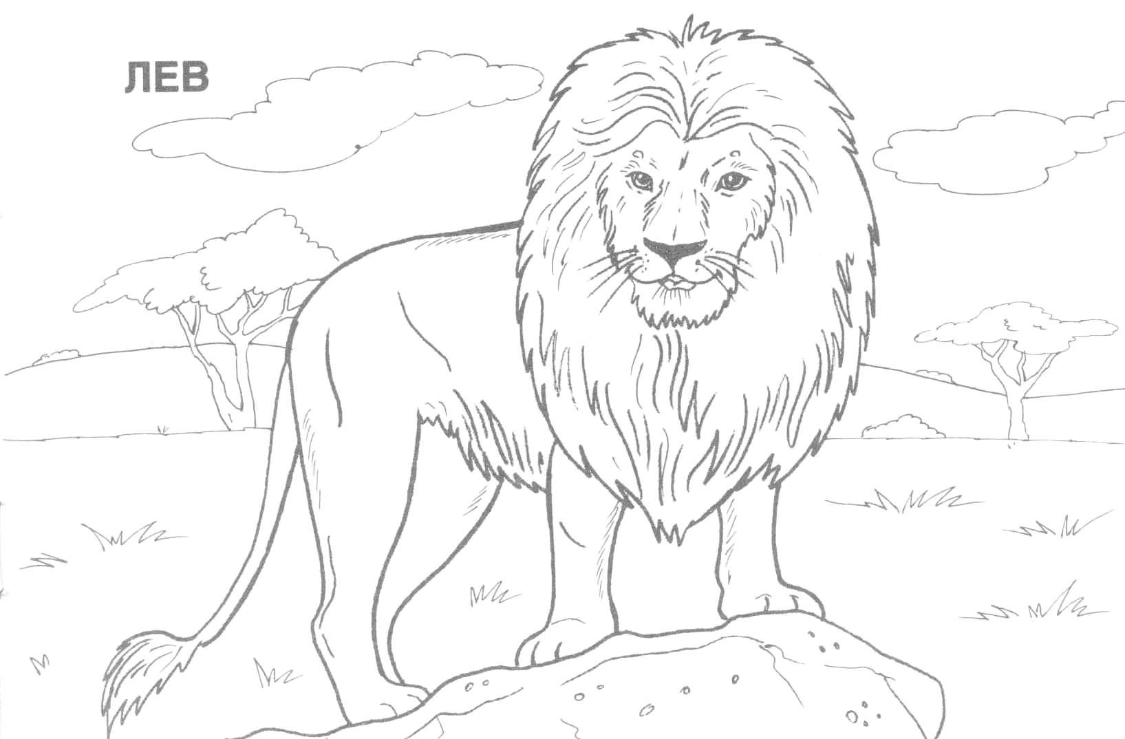 Coloring:coloring Pages Hard Animals Printable Adult Coloring Pages - Free Printable Wild Animal Coloring Pages
