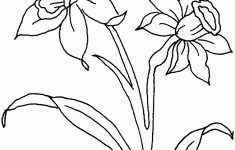 Free Printable Pictures Of Daffodils