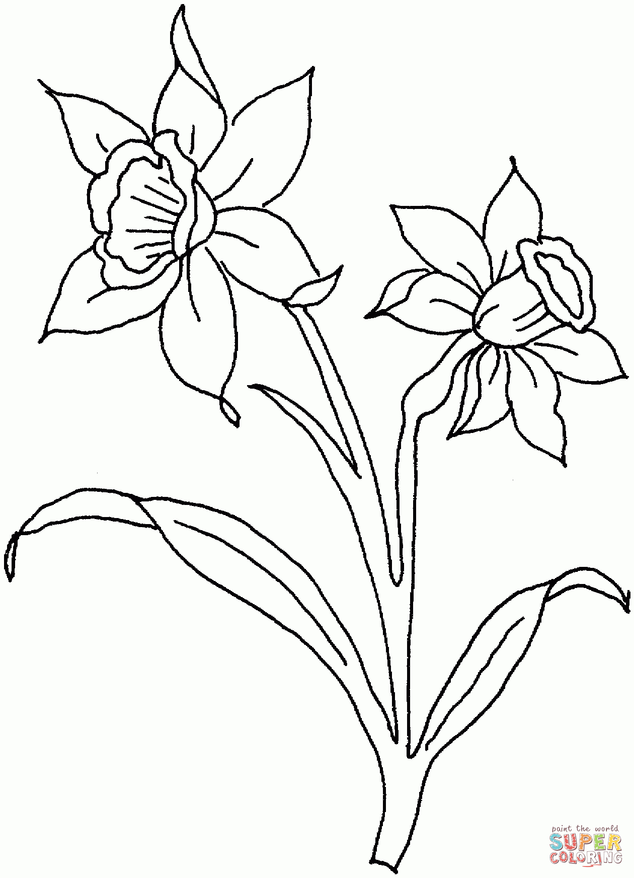Daffodil March | Painting. Coloring &amp;amp; Templates | Daffodil Flower - Free Printable Pictures Of Daffodils