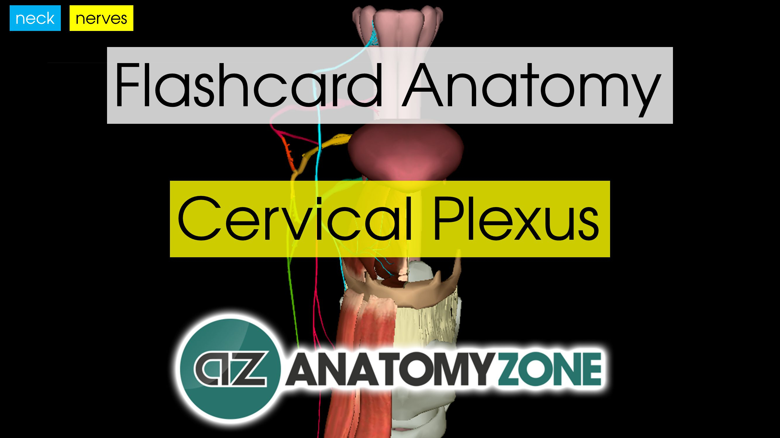 Flashcards • Anatomyzone - Free Printable Muscle Flashcards