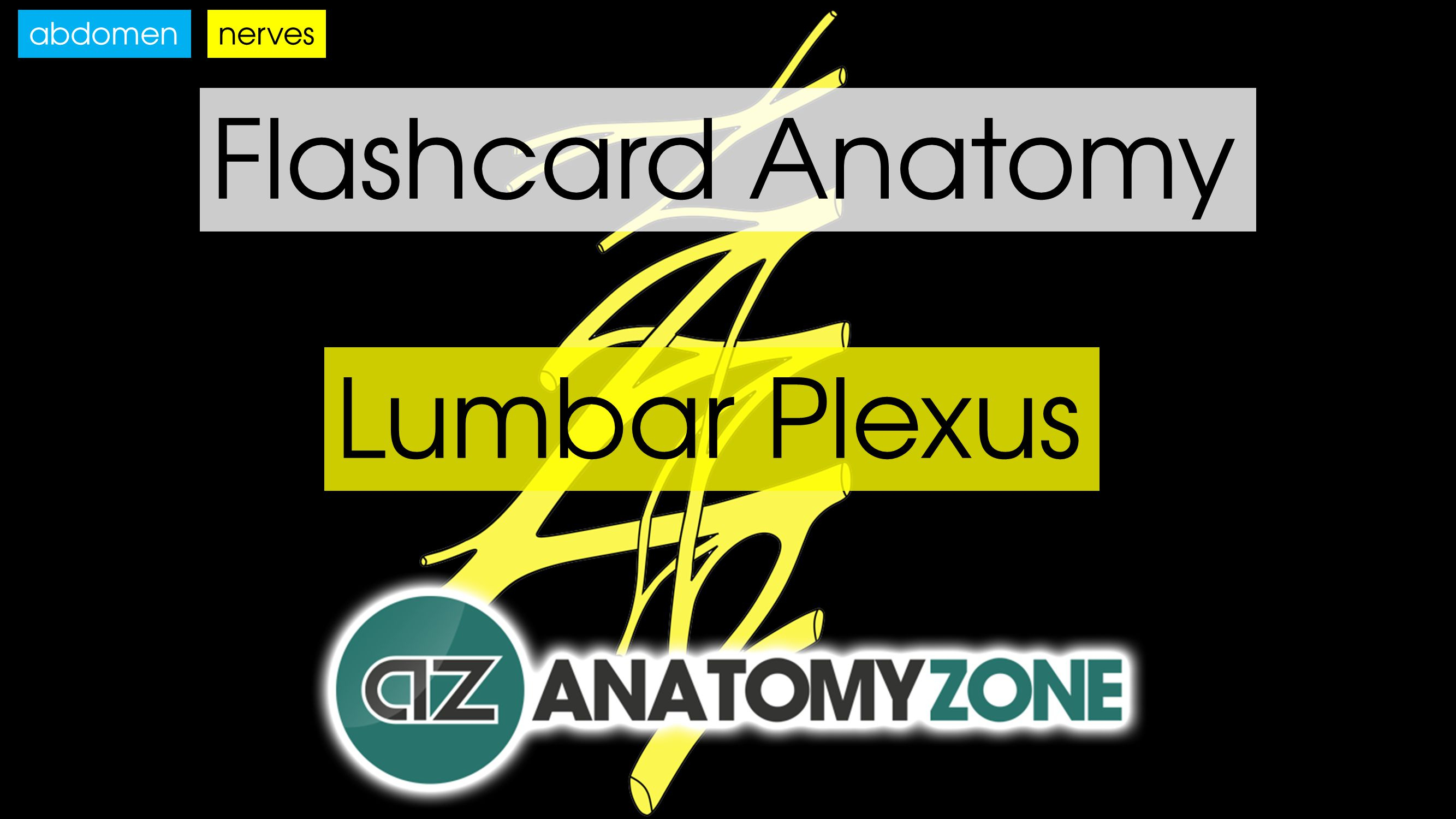 Flashcards • Anatomyzone - Free Printable Muscle Flashcards