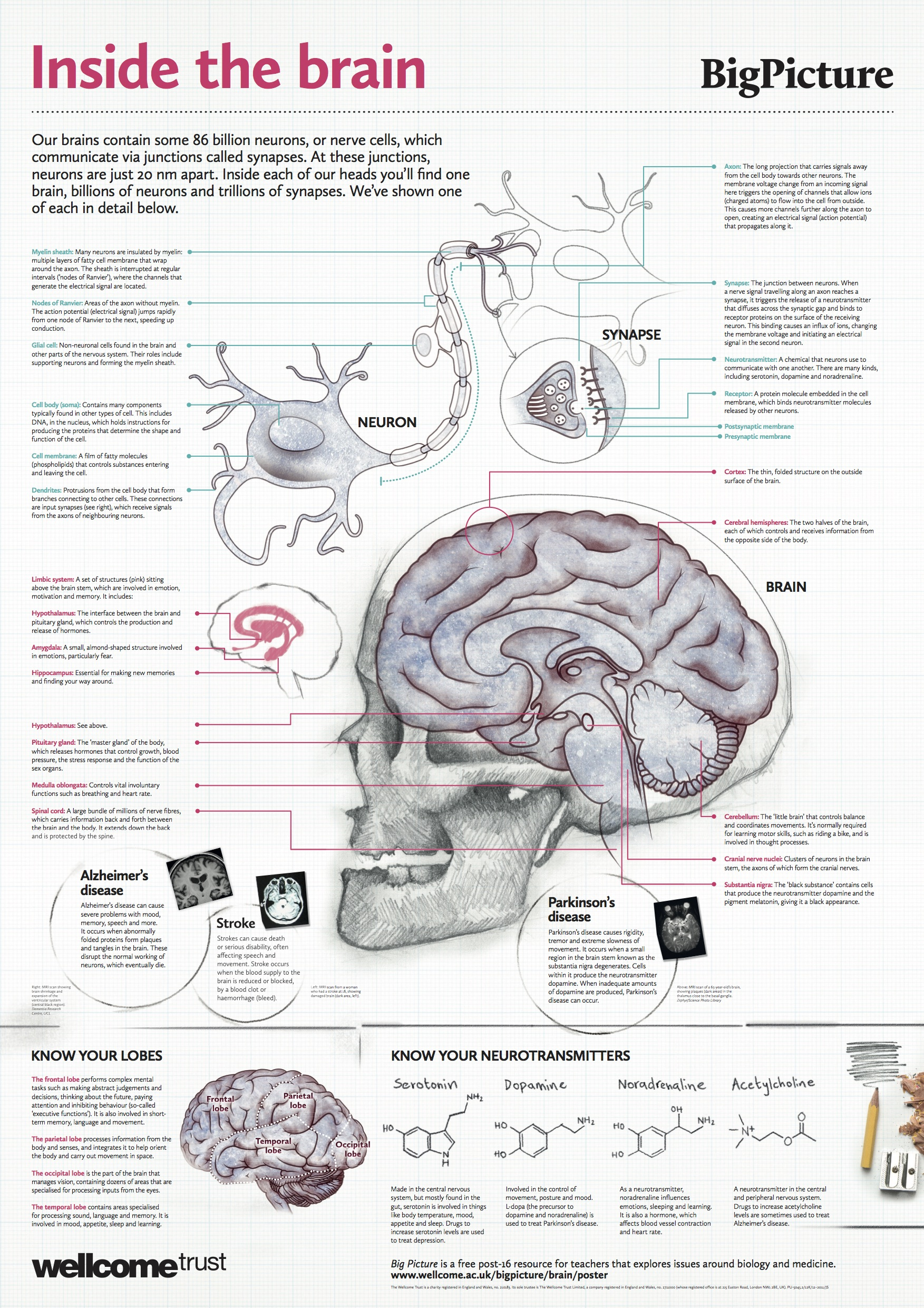 Free Anatomy Posters Download - Anatomical Poster - Free Printable Anatomy Pictures