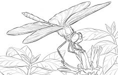 Free Printable Pictures Of Dragonflies