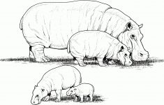 Free Printable Hippo Coloring Pages
