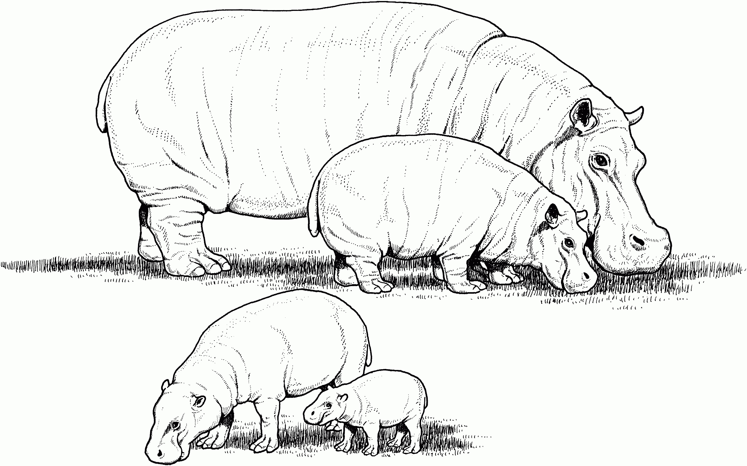Free Hippo Coloring Pages - Free Printable Hippo Coloring Pages