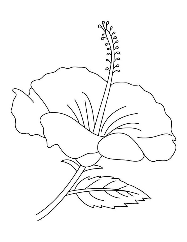 Free Printable Hibiscus Coloring Pages For Kids | Flowers &amp;amp; Other - Free Printable Hibiscus Coloring Pages