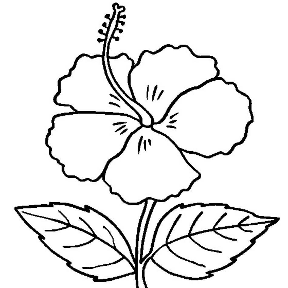 Free Printable Hibiscus Coloring Pages For Kids - Free Printable Hibiscus Coloring Pages