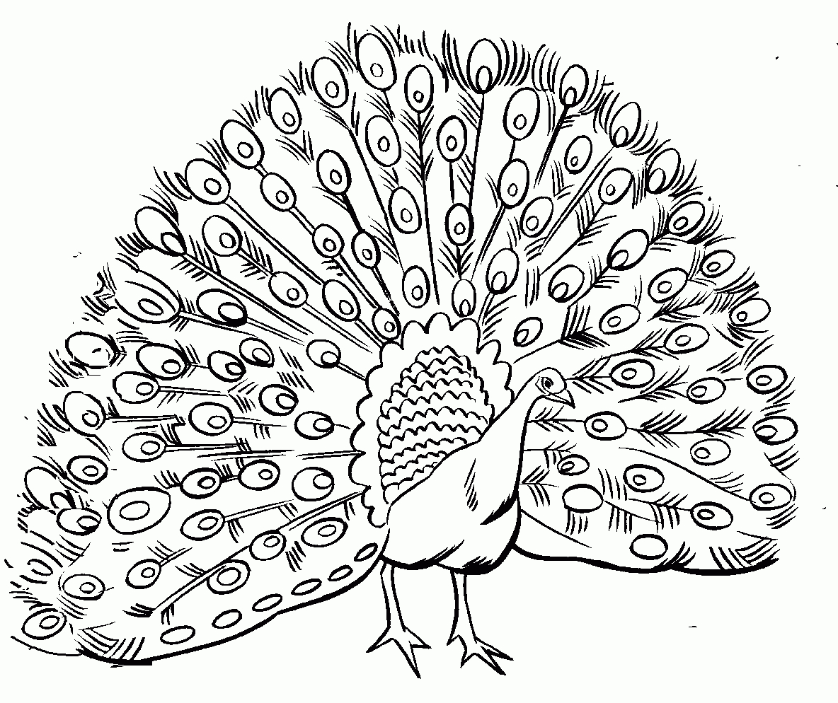Free Printable Peacock Coloring Pages For Kids | Peacocks - Free Printable Peacock Pictures