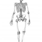 Free Printable Skeleton Coloring Pages For Kids | Classical   Free Printable Skeleton Coloring Pages