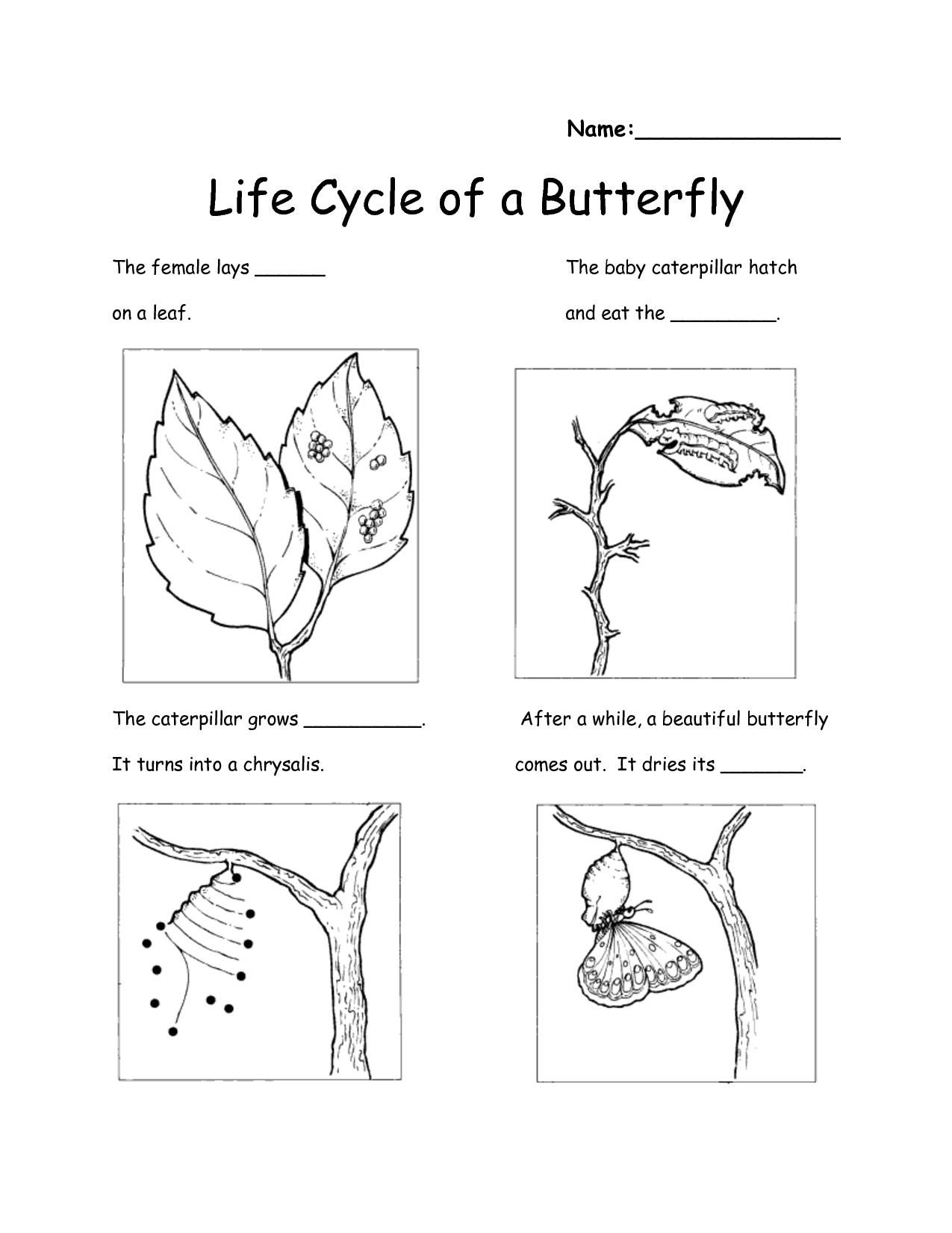 Free Printable Worksheets For Science 2Nd Grade | Kindergarten - Free Printable Science Worksheets For 2Nd Grade