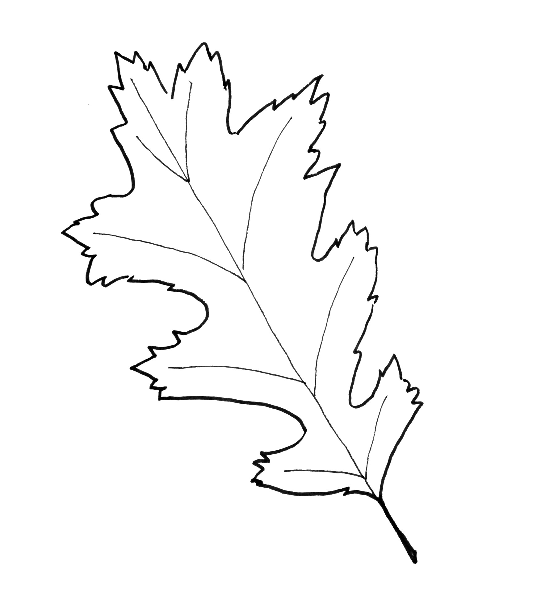 Fresh Printable Leaf Pattern Interesting Templates Coloring Pages - Free Printable Oak Leaf Patterns