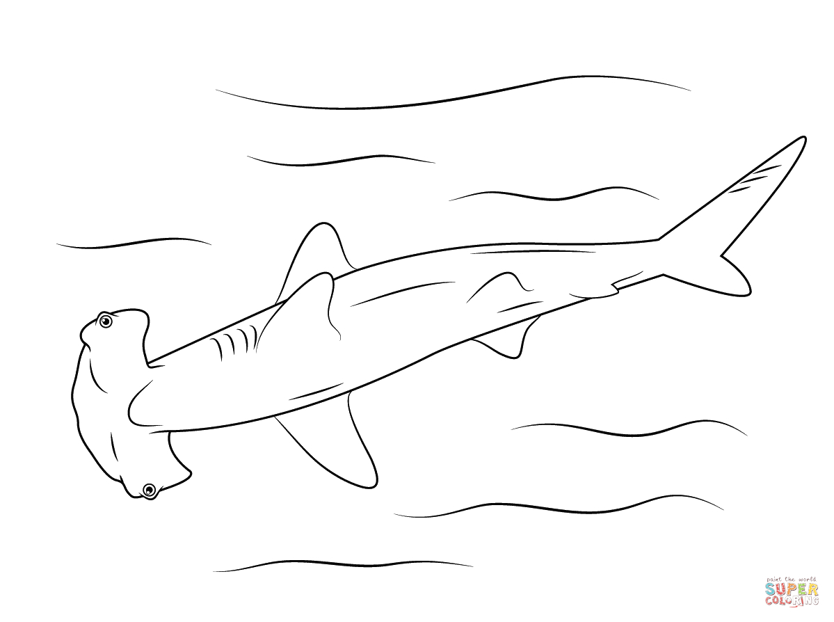 Hammerhead Shark Coloring Page | Free Printable Coloring Pages - Free Printable Great White Shark Coloring Pages