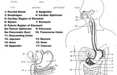 Free Printable Human Anatomy Worksheets