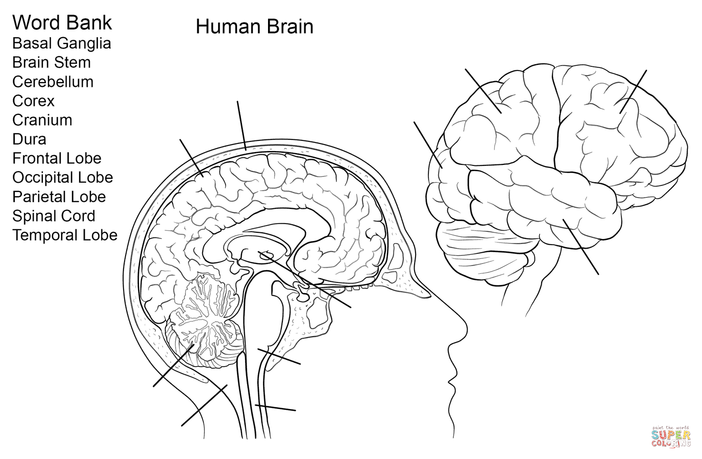 Human Brain Worksheet Coloring Page | Free Printable Coloring - Free Printable Human Anatomy Coloring Pages