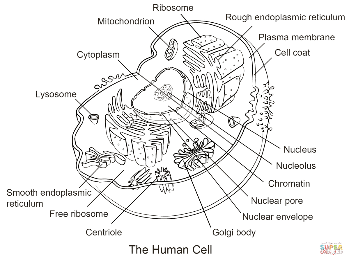 Human Cell Coloring Page | Free Printable Coloring Pages - Free Printable Cell Worksheets