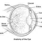 Human Eye Anatomy Coloring Page | Free Printable Coloring Pages   Free Anatomy Coloring Pages Printable