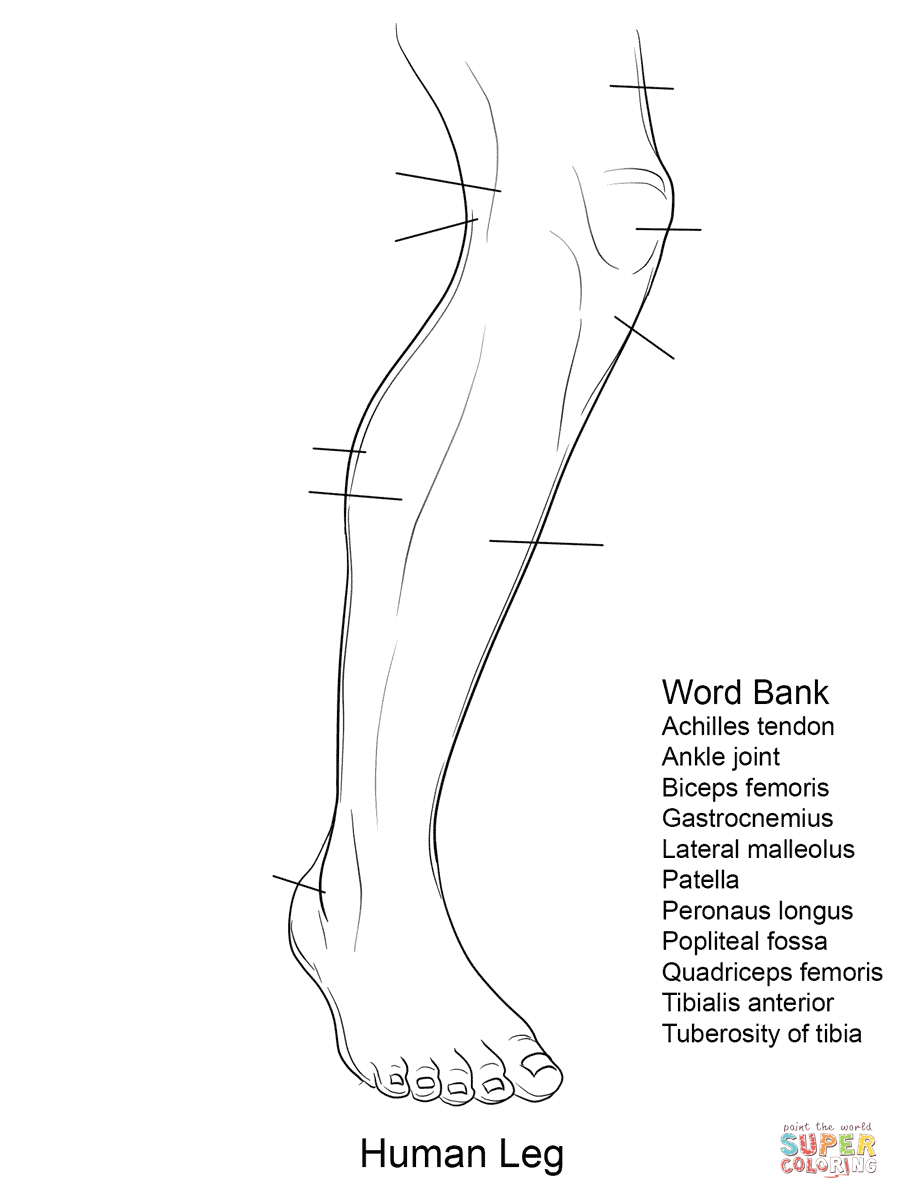 Human Leg Anatomy Worksheet Coloring Page | Free Printable Coloring - Free Printable Human Anatomy Worksheets