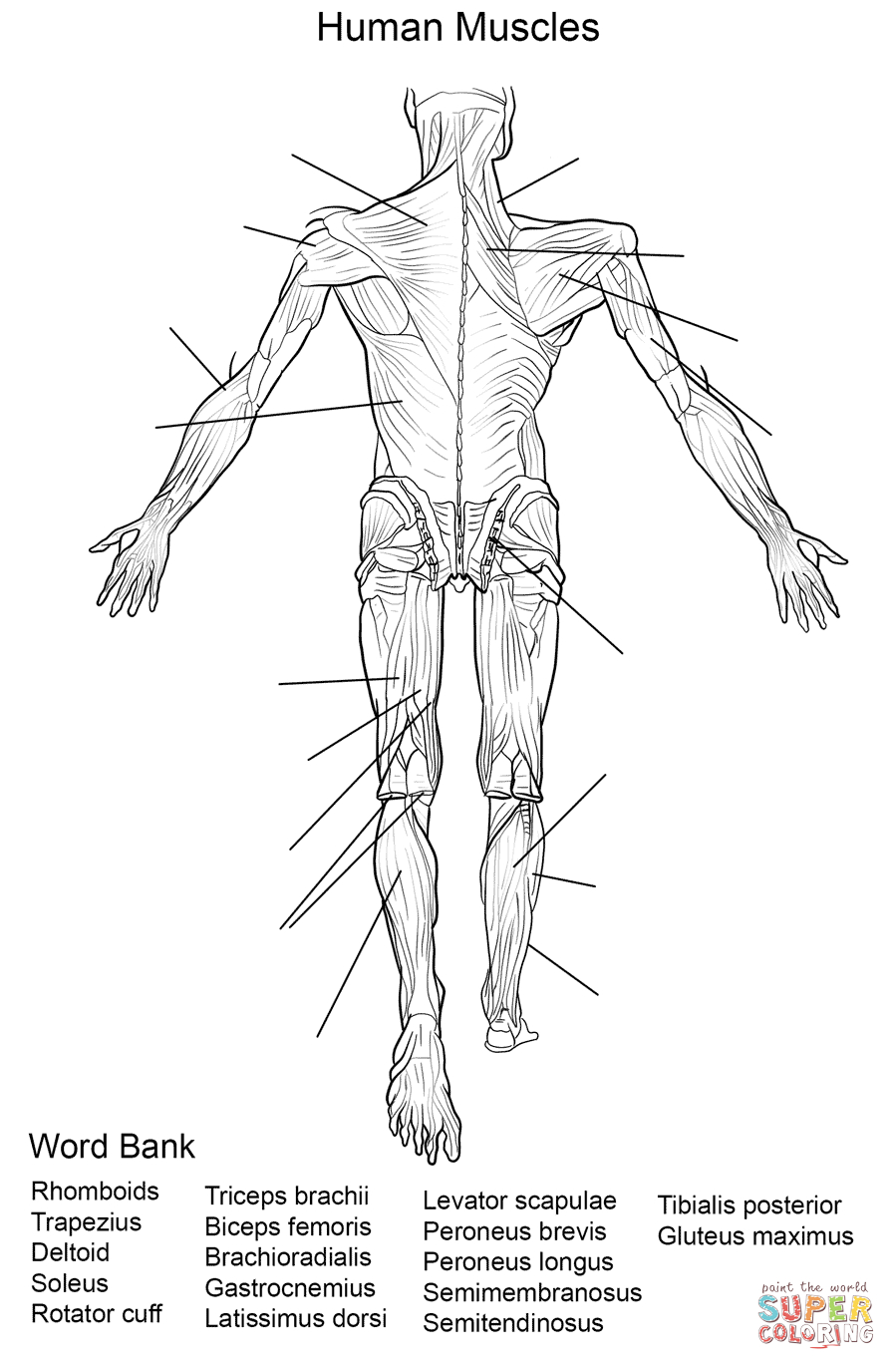 Human Muscles Back View Worksheet Coloring Page | Free Printable - Free Printable Human Anatomy Worksheets