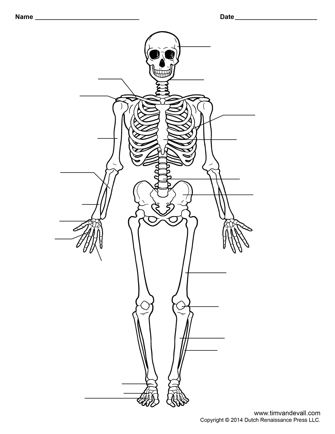 Human Skeleton Worksheet | Homeschool-Science | Skeleton Anatomy - Free Printable Human Anatomy Worksheets