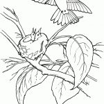 Hummingbirds Coloring Pages | Free Coloring Pages   Free Printable Pictures Of Hummingbirds