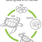 Life Cycle Of A Frog Coloring Page | Free Printable Coloring Pages   Life Cycle Of A Frog Free Printable Book