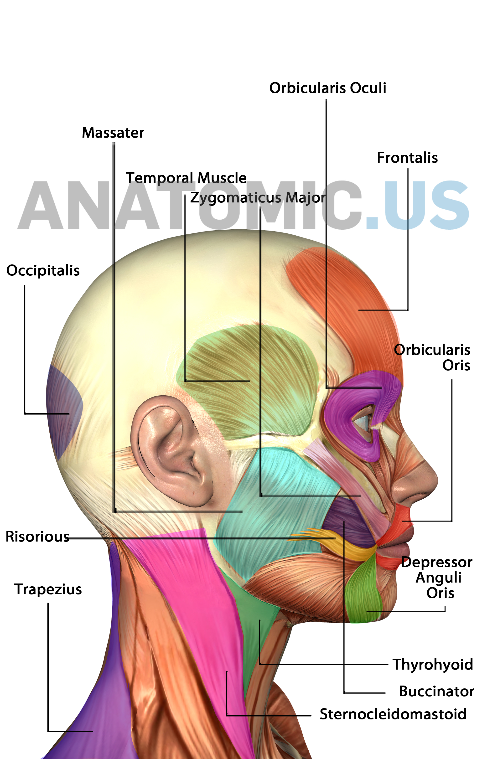 Muscles Of Face - Anatomy Flashcards - Anatomic Muscles Of Face - Free Printable Muscle Flashcards