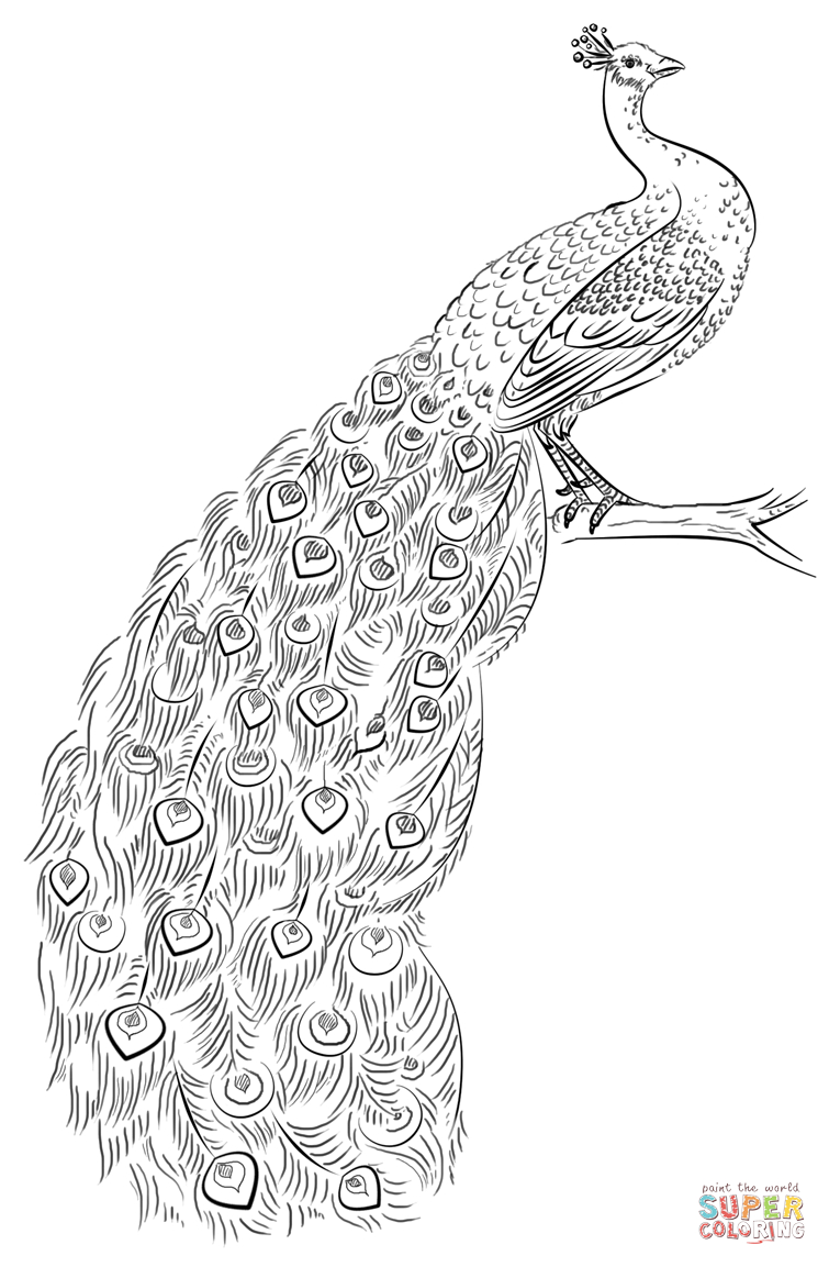 Peacock Coloring Pages Page Free Printable 755×1153 Attachment - Free Printable Peacock Pictures