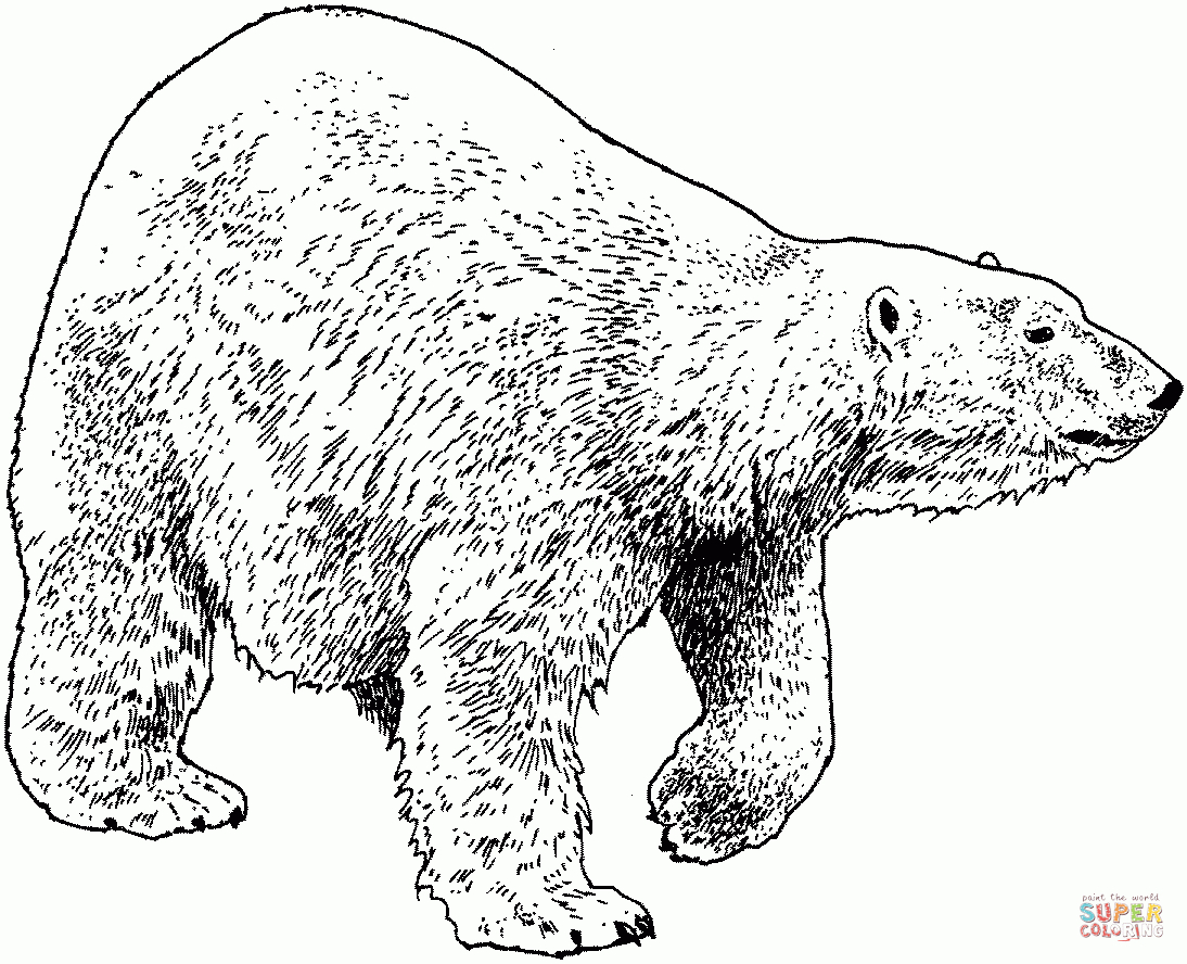 Polar Bears Coloring Pages | Free Coloring Pages - Polar Bear Printable Pictures Free