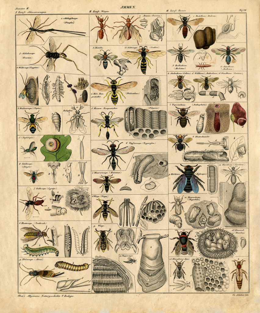 Remodelaholic | 25+ Free Incredible Insects Vintage Printable Images - Free Printable Vintage Art