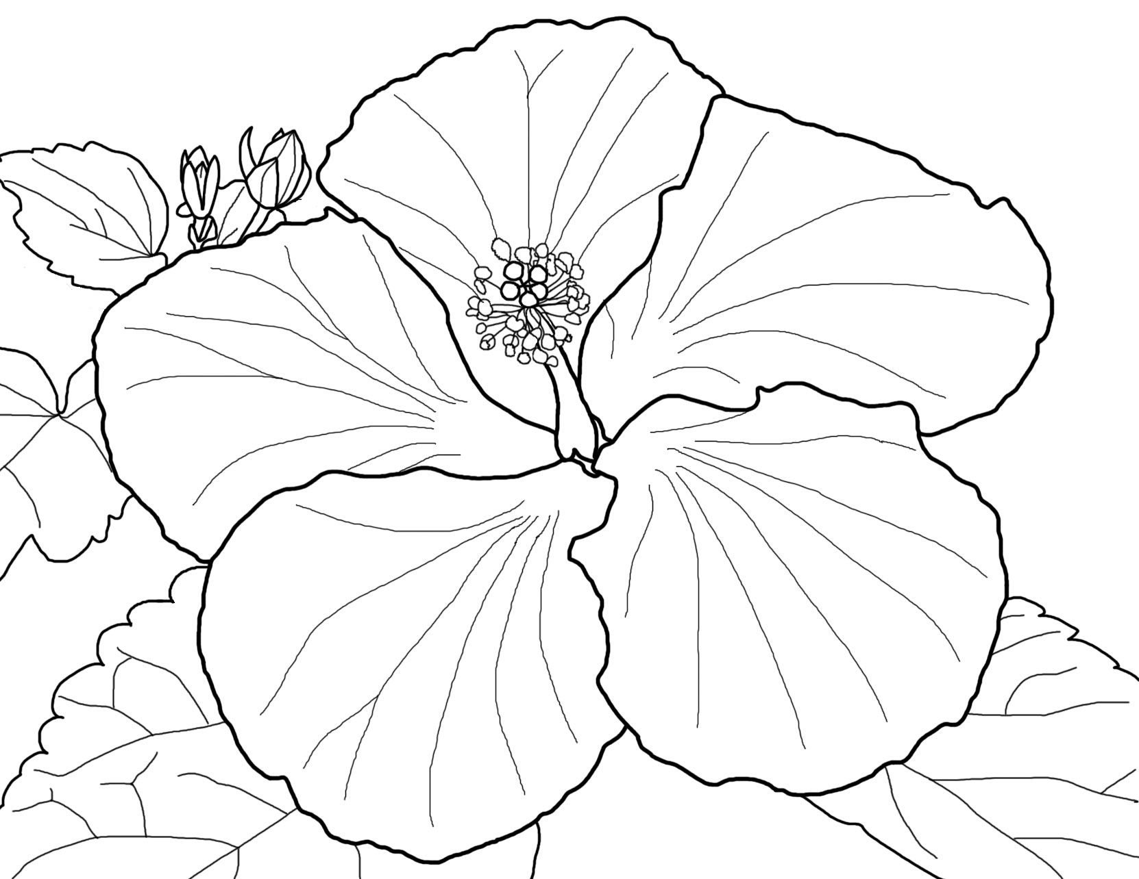 Search Results For Hibiscus Coloring Pages On Getcolorings - Free Printable Hibiscus Coloring Pages