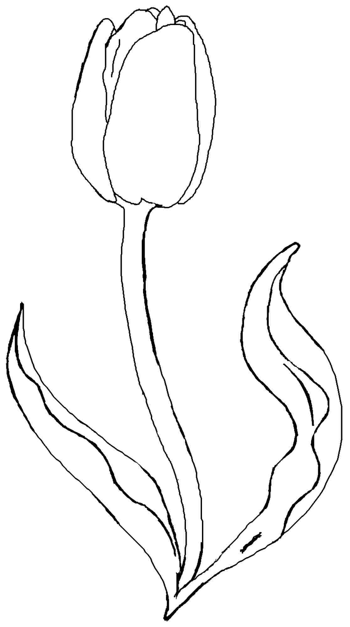 Tulip Flower Coloring Pages Free Printable Tulip Coloring | Sketch - Free Printable Tulip Coloring Pages