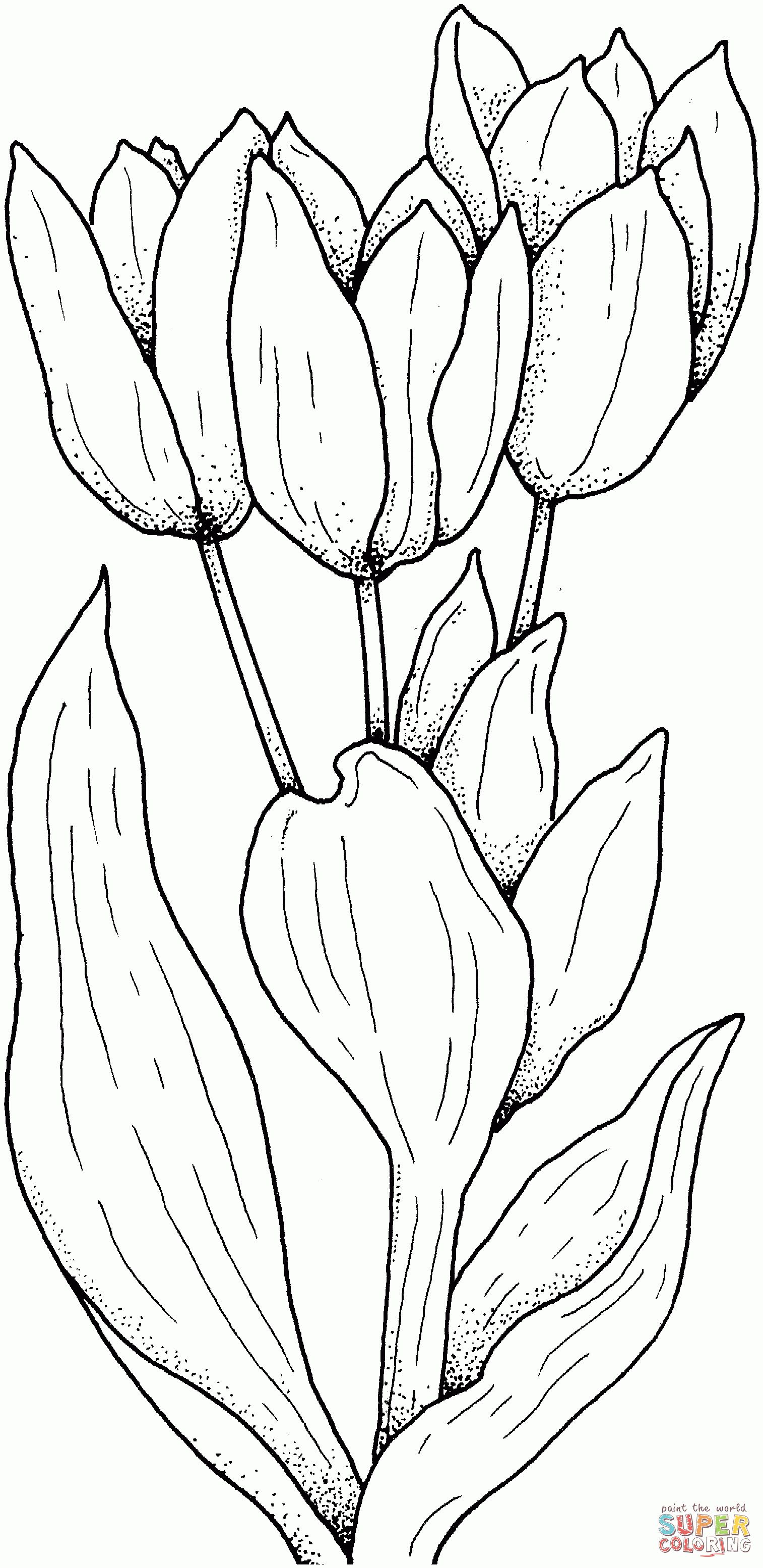 Tulips Flower Coloring Page | Free Printable Coloring Pages - Free Printable Tulip Coloring Pages