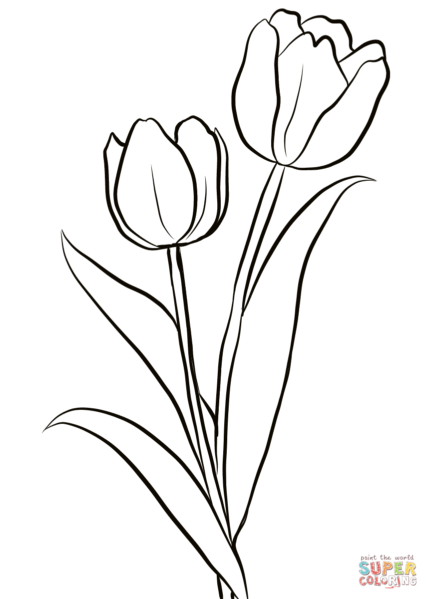 Two Tulips Coloring Page From Tulip Category. Select From 28148 - Free Printable Tulip Coloring Pages