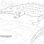Wild Animals Coloring Book – With Free Animal Pages Also Lion Colour   Free Printable Wild Animal Coloring Pages