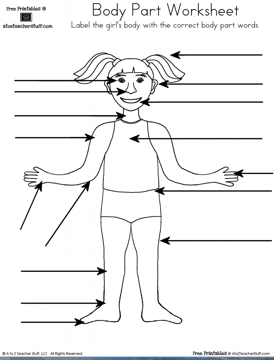 Worksheet : Bodypartworksheet Girl Parts Of The Body For Kids Part - Free Printable Human Anatomy Worksheets