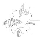 Worksheet : Life Cycle Of Butterfly Photo The Create Webquest For   Life Cycle Of A Frog Free Printable Book