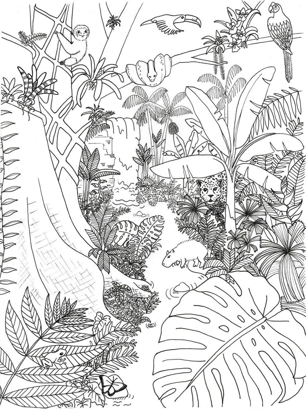 Coloring Pages Archives | Rainforest Alliance - Free Printable Rainforest Pictures
