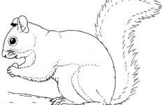Free Printable Squirrel Pictures