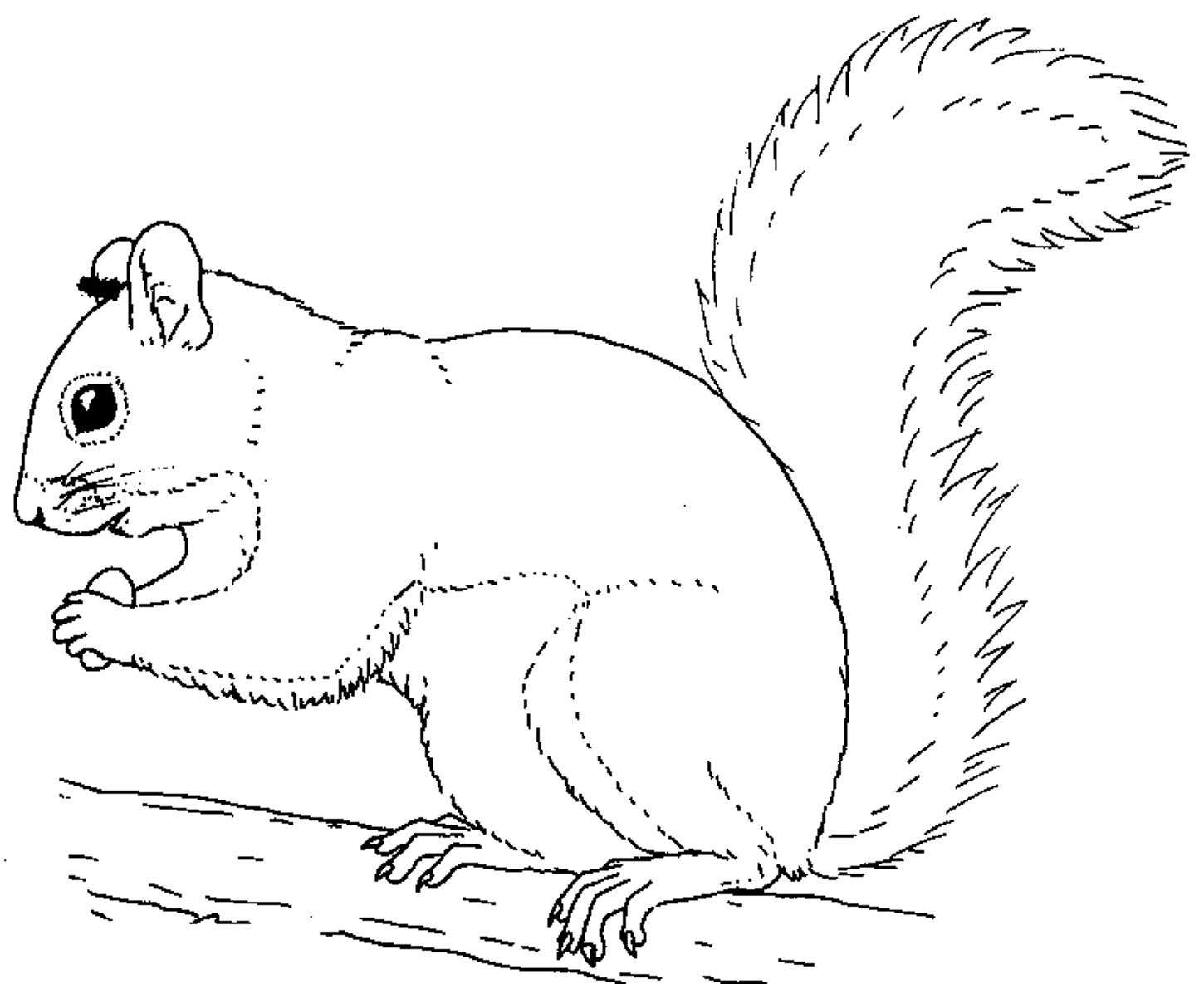 Coloring Pages | Free Squirrel Coloring Pages - Free Printable Squirrel Pictures