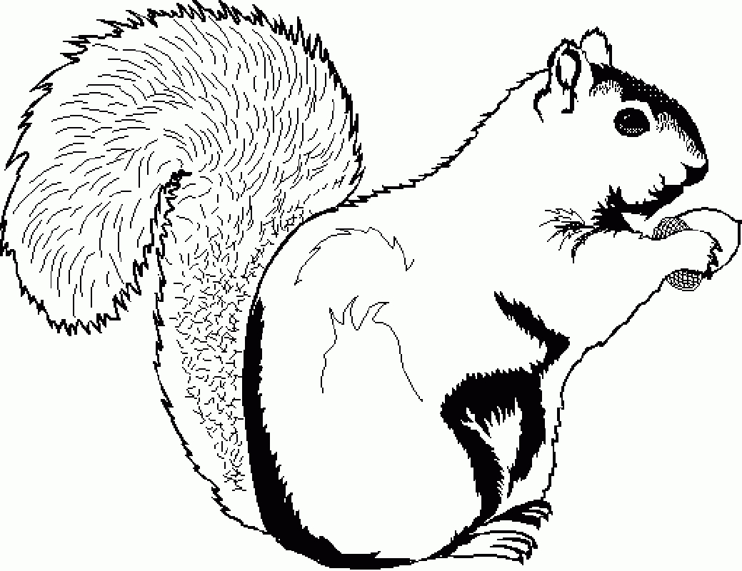 Free Printable Squirrel Coloring Pages For Kids - Free Printable Squirrel Pictures